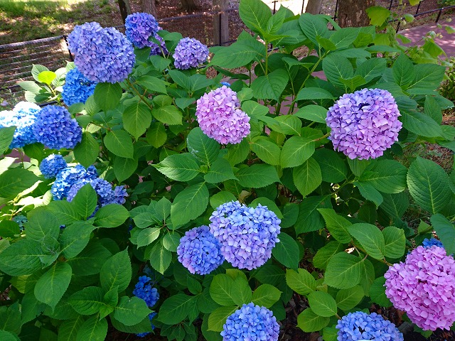 水元公園の紫陽花のイメージ
